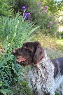 Lilou du Val de Geoffroy Tete Noire