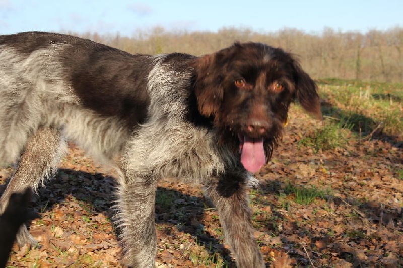 Lilou du Val de Geoffroy Tete Noire