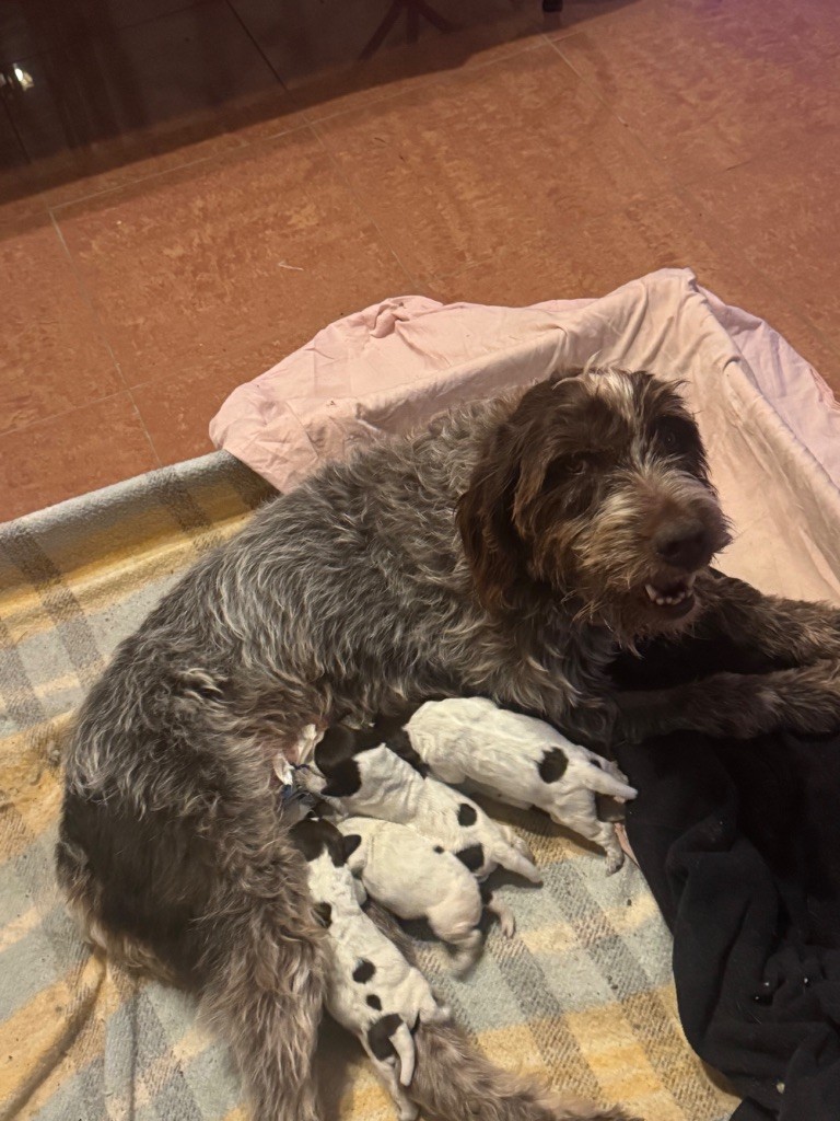 Chiot Griffon d'arrêt à poil dur Korthals Du Mont Perriere